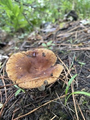 Russula vinaceocuticulata