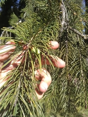 Picea smithiana