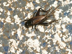 Teleogryllus commodus