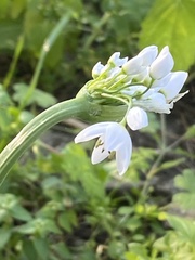 Allium neapolitanum