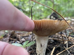 Russula vinaceocuticulata