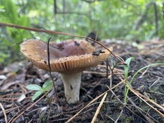 Russula vinaceocuticulata