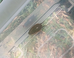 Cybister tripunctatus