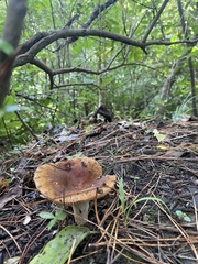 Russula vinaceocuticulata