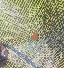 Cybister tripunctatus