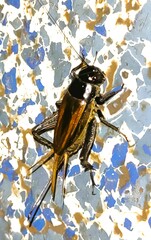 Teleogryllus commodus