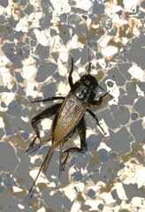 Teleogryllus commodus