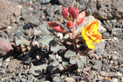 Hoffmannseggia minor