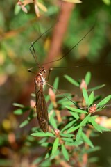 Acracantha sydneyensis