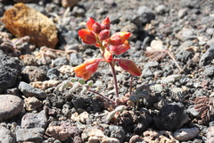 Hoffmannseggia minor