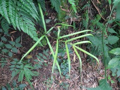 Pteris cretica