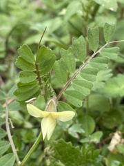 Vicia hybrida