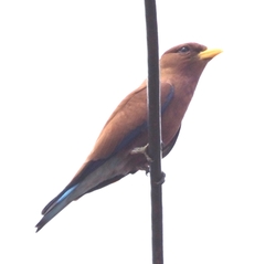 Eurystomus glaucurus