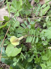 Vicia hybrida