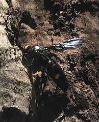 Laeviscolia frontalis