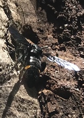 Laeviscolia frontalis