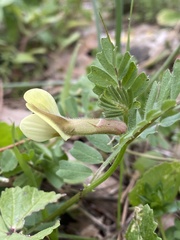 Vicia hybrida