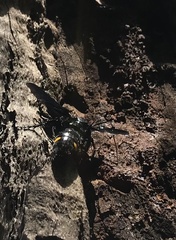 Laeviscolia frontalis