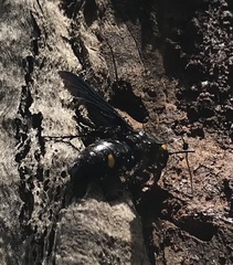 Laeviscolia frontalis