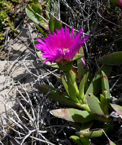 Mesembryanthemum acinaciforme L. 5