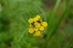 Tanacetum vulgare boreale