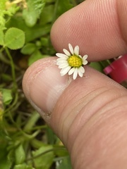 Bellis annua