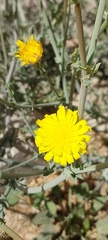 Launaea mucronata