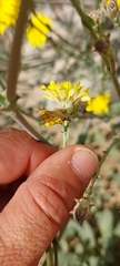 Launaea mucronata