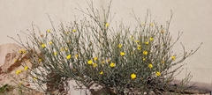 Launaea mucronata