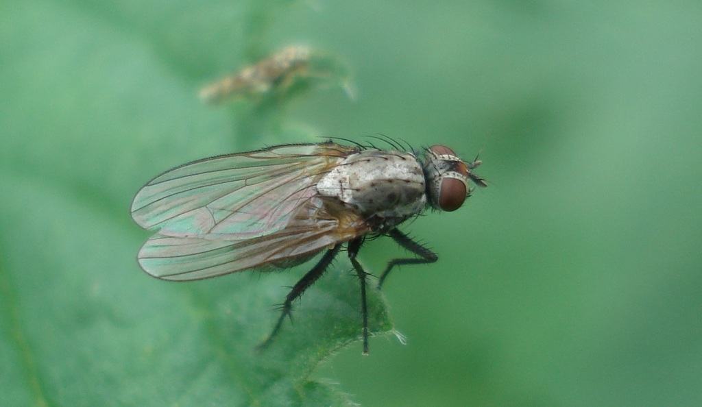 onion maggot