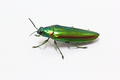 Chrysochroa rajah thailandica