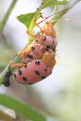 Podontia quatuordecimpunctata