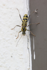 Chlorophorus annularis