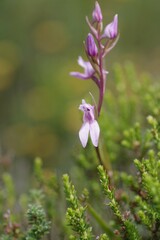 Brownleea recurvata