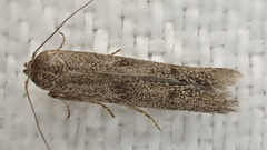 Homoeosoma vagella