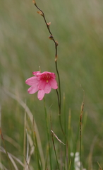 Tritonia disticha