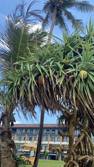 Pandanus tectorius