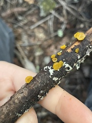 Dacrymyces capitatus