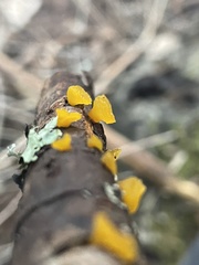Dacrymyces capitatus