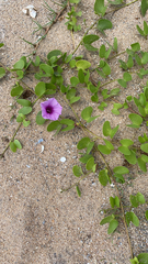 Ipomoea pes-caprae
