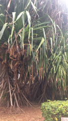 Pandanus tectorius