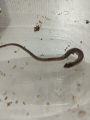 Tetradactylus fitzsimonsi