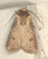 Agrotis denticulosa