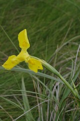 Moraea reticulata