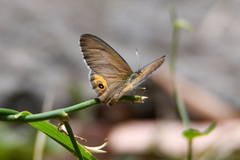 Hypocysta pseudirius