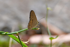 Hypocysta pseudirius