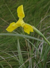 Moraea reticulata