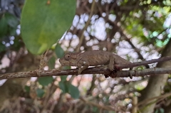 Bradypodion ventrale