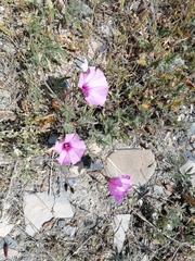 Convolvulus althaeoides althaeoides