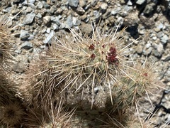 Cylindropuntia wolfii